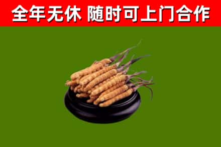 于洪回收散虫草